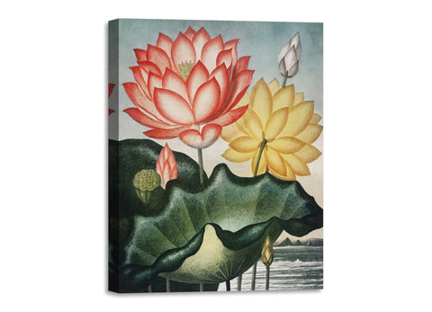 Quadro Stampa su Tela con Telaio in Legno Robert John Thornton - The Sacred Egyptian Bean from The Temple of Flora