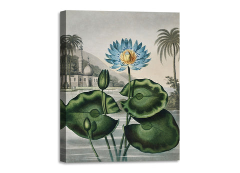 Quadro Stampa su Tela con Telaio in Legno Robert John Thornton - The Blue Egyptian Water-Lily from The Temple of Flora