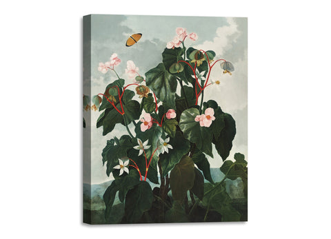 Quadro Stampa su Tela con Telaio in Legno Robert John Thornton - The Oblique Leaved Begonia from The Temple of Flora