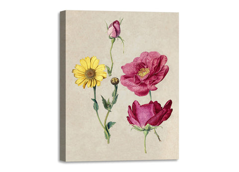 Quadro Stampa su Tela con Telaio in Legno Jacques Le Moyne de Morgues - French Roses and an Oxeye Daisy