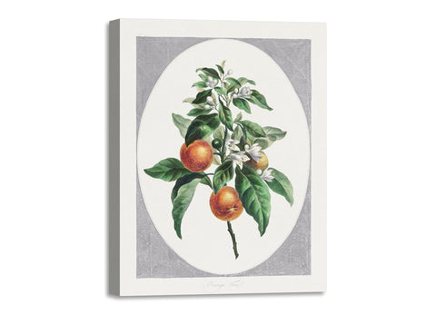Quadro Stampa su Tela con Telaio in Legno John Edwards - Orange Tree