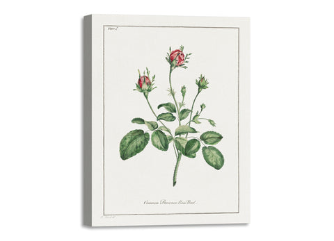 Quadro Stampa su Tela con Telaio in Legno John Edwards - Common Provence Rose Bud