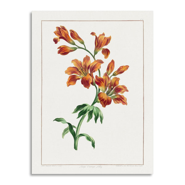 Quadro Stampa su Tela con Telaio in Legno John Edwards - Large Orange Lily