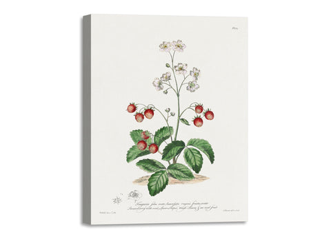 Quadro Stampa su Tela con Telaio in Legno John Edwards - Strawberry with Oval, Spear-Shaped Rough Leaves & an Oval Fruit