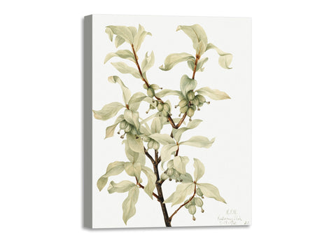 Quadro Stampa su Tela con Telaio in Legno Mary Vaux Walcott - Calla Lily