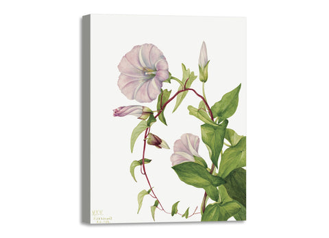 Quadro Stampa su Tela con Telaio in Legno Mary Vaux Walcott - Hedge Bindweed