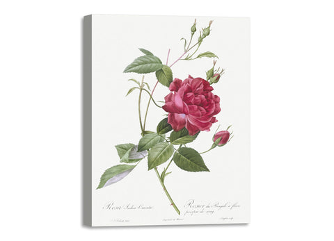 Quadro Stampa su Tela con Telaio in Legno Pierre-Joseph Redouté - Blood-Red Bengal Rose