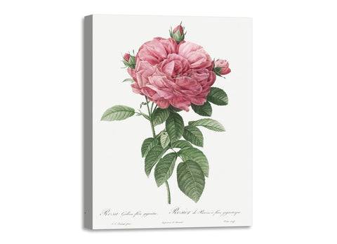 Quadro Stampa su Tela con Telaio in Legno Pierre-Joseph Redouté - Giant French rose bloom