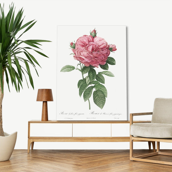 Quadro Stampa su Tela con Telaio in Legno Pierre-Joseph Redouté - Giant French rose bloom