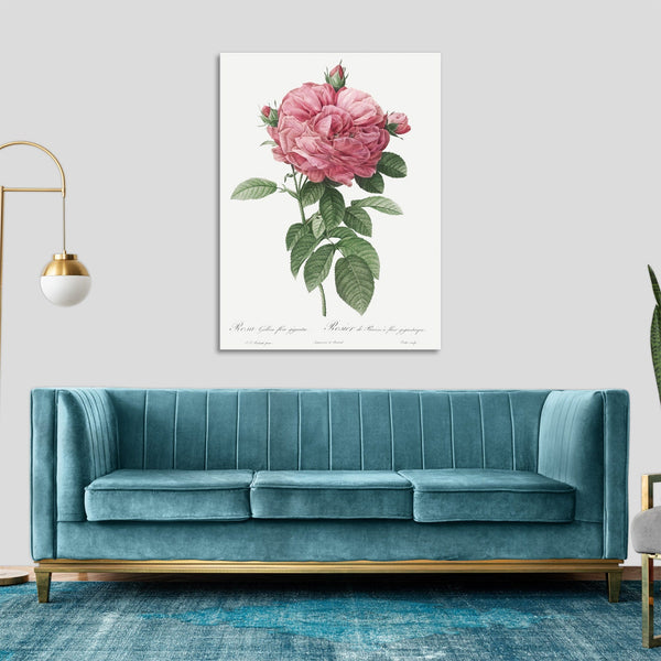 Quadro Stampa su Tela con Telaio in Legno Pierre-Joseph Redouté - Giant French rose bloom