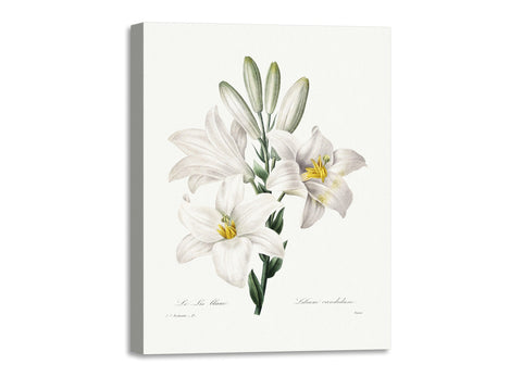 Quadro Stampa su Tela con Telaio in Legno Pierre-Joseph Redouté - Madonna Lily