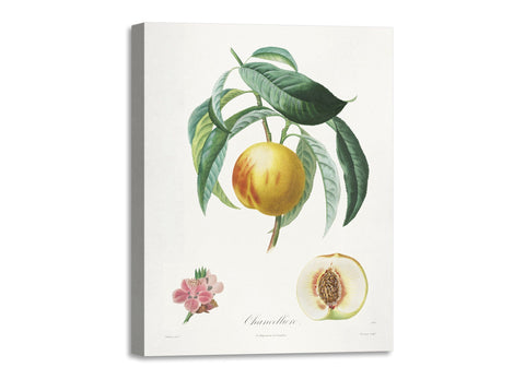 Quadro Stampa su Tela con Telaio in Legno Henri-Louis Duhamel du Monceau - Traité des arbres fruitiers