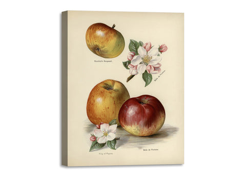 Quadro Stampa su Tela con Telaio in Legno John Wright - The fruit grower’s guide