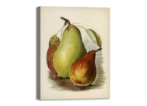 Quadro Stampa su Tela con Telaio in Legno John Wright - Pear