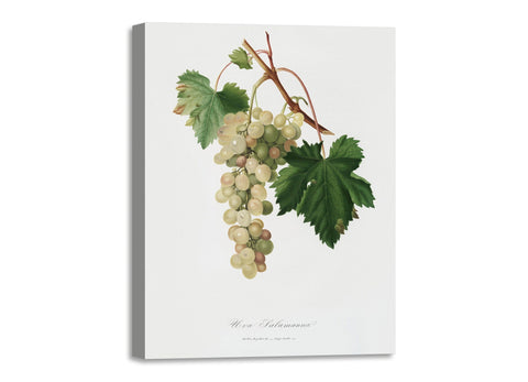 Quadro Stampa su Tela con Telaio in Legno Giorgio Gallesio - Muscat grape