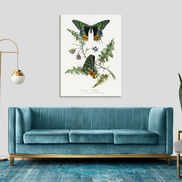 Quadro Stampa su Tela con Telaio in Legno Paul Gervais - Butterfly painting