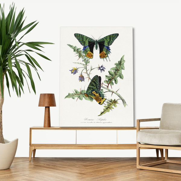 Quadro Stampa su Tela con Telaio in Legno Paul Gervais - Butterfly painting
