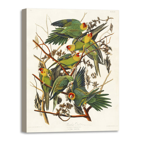 Quadro Stampa su Tela con Telaio in Legno John James Audubon - Carolina Parrot from Birds of America